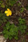 Creeping buttercup